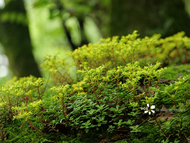 潮湿小岛上的苔藓植物图片素材