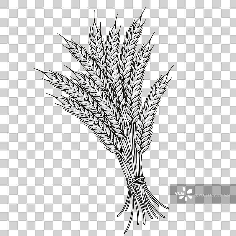 单色尖峰花序详细标志图片素材