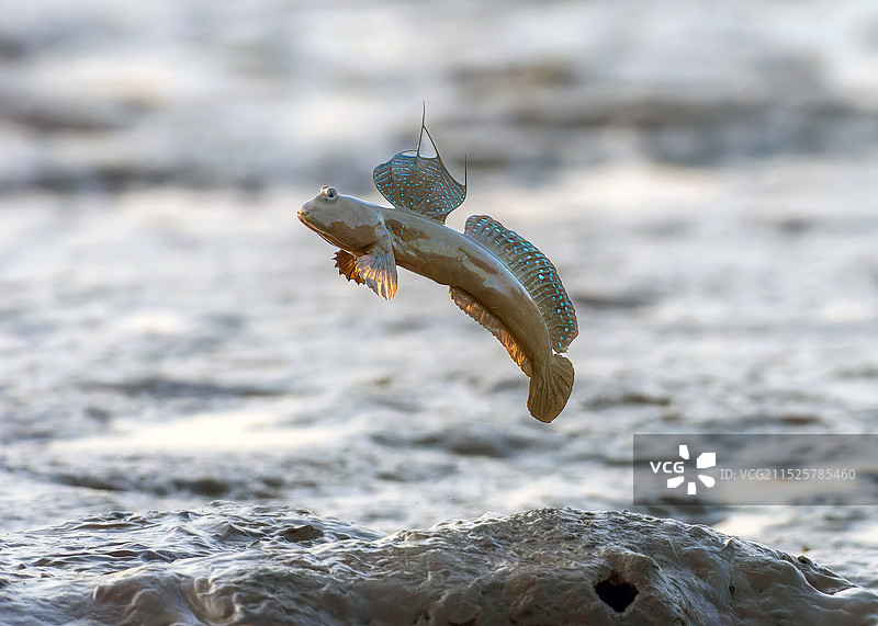 弾涂鱼图片素材