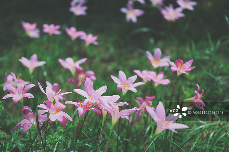 粉红色的韭兰韭莲葱兰图片素材