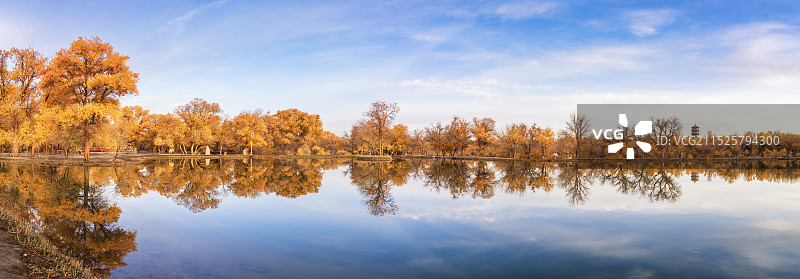 灿烂金秋--甘肃酒泉金塔胡杨林风光图片素材