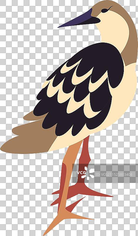 红腹滨鹬鸟类图片素材