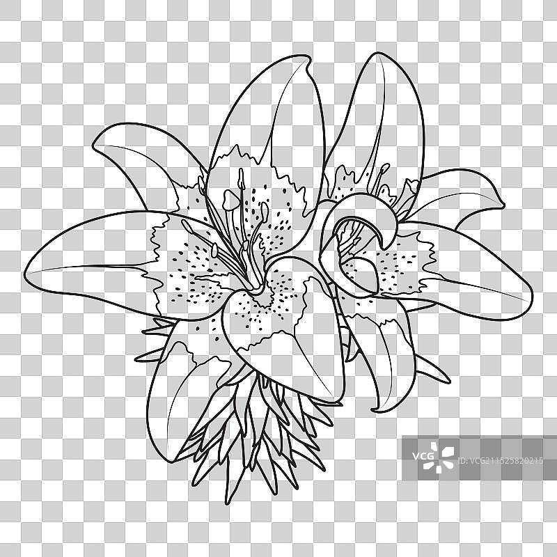 香水百合花轮廓图片素材