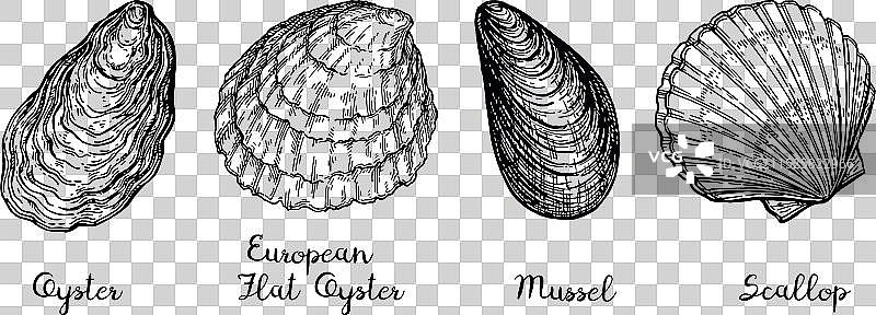 贝类的墨水素描图片素材