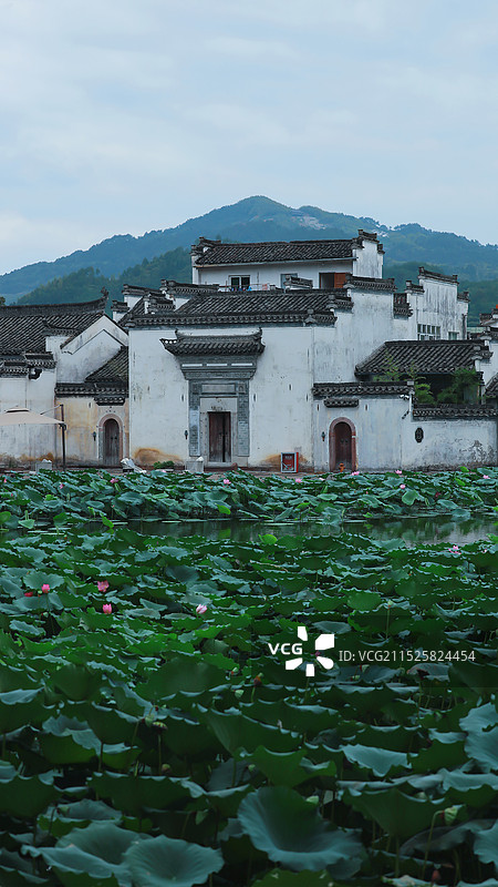 皖南秋色 呈坎晒秋荷塘图片素材