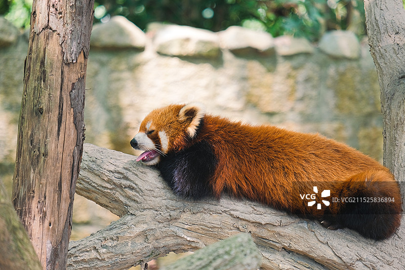 上海野生动物园树干上的小熊猫特写镜头图片素材