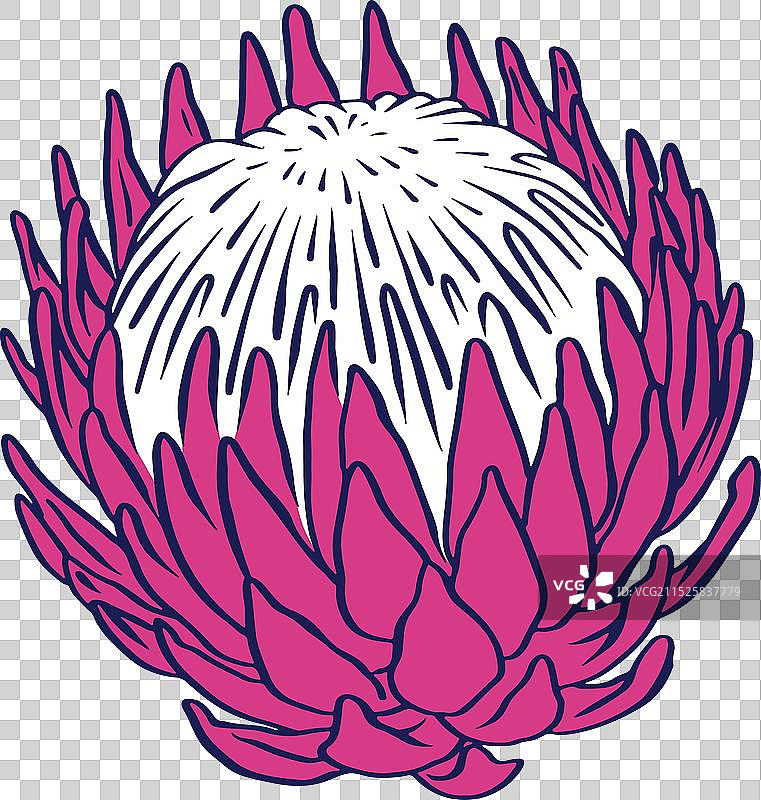 帝王花黑色线条艺术（白色背景）图片素材