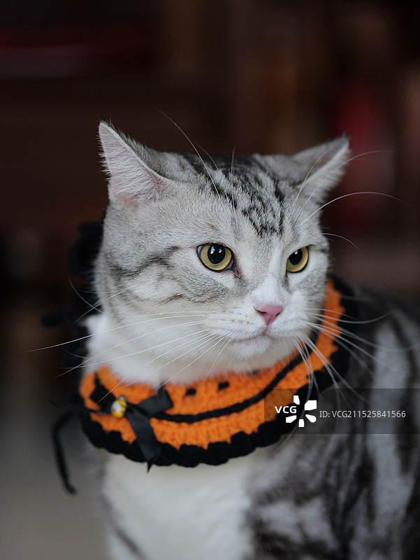 朋友家的猫图片素材