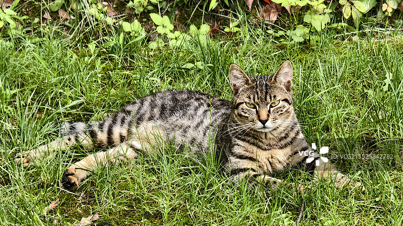 草地里的流浪猫图片素材