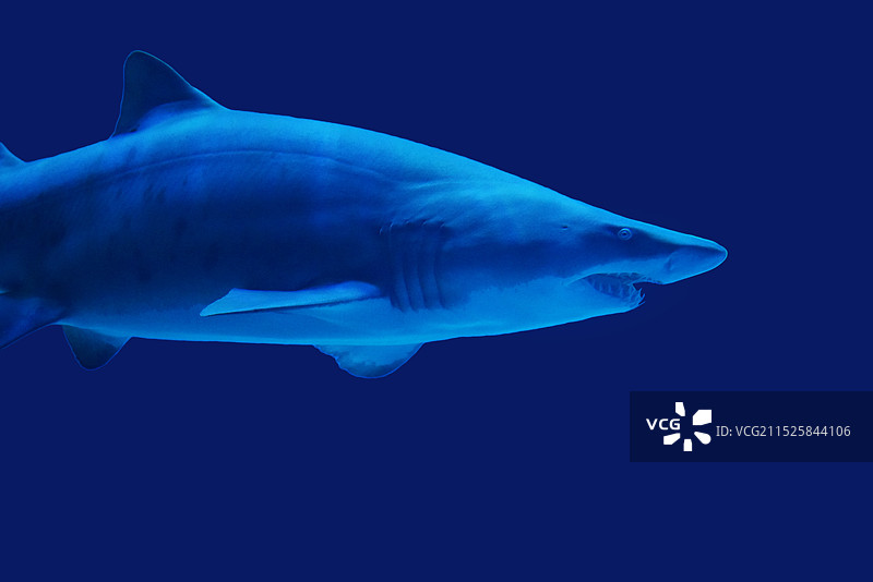 鲨鱼图片素材
