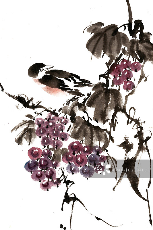葡萄与小鸟图片素材