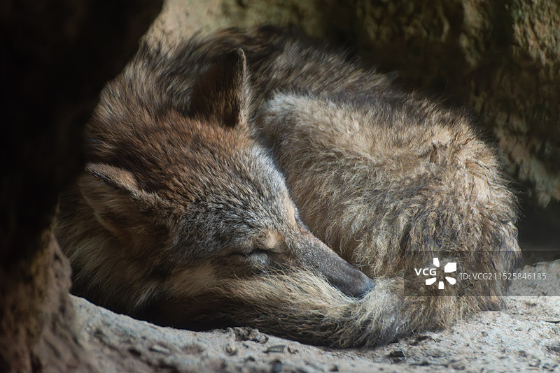 南京红山动物园狼穴图片素材