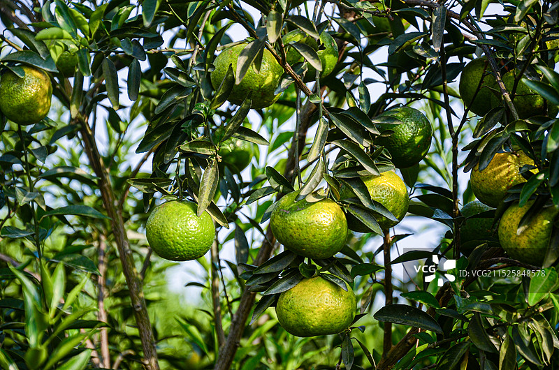 新会东甲村一柑园内成熟的新会柑，江门市新会区，广东省，中国图片素材