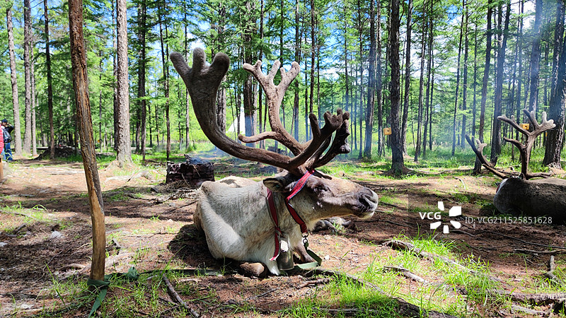 呼伦贝尔敖鲁古雅使鹿部落图片素材