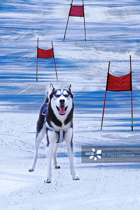 滑雪场上的小哈图片素材