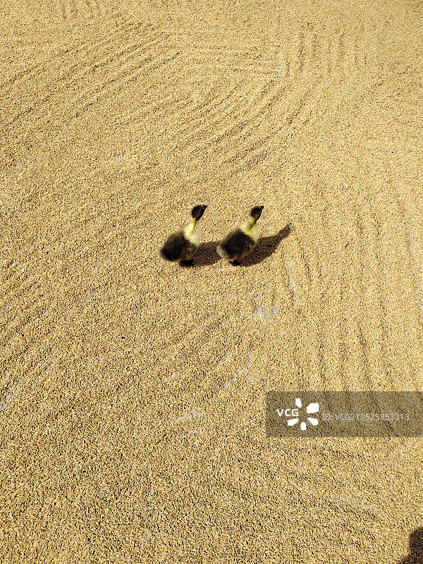 两只小鹅图片素材