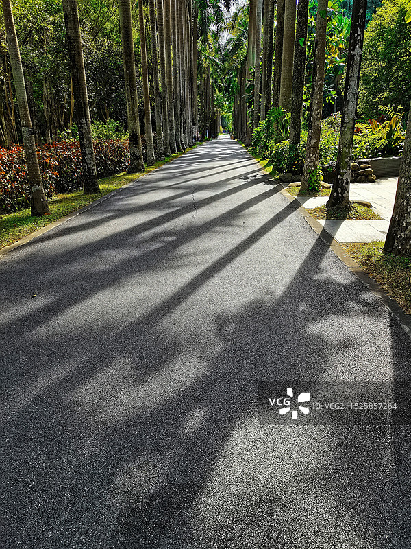 椰路光影图片素材