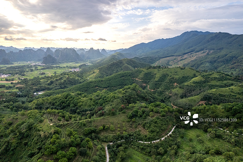 清远英德红茶种植基地 英红九号 茶园图片素材
