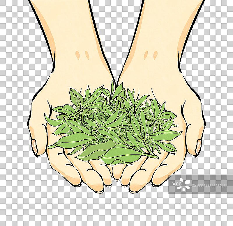 手绘双手捧着茶叶元素图片素材