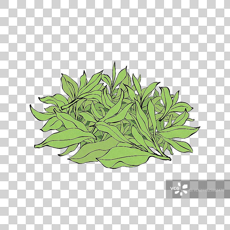 手绘新茶茶叶嫩芽元素图片素材