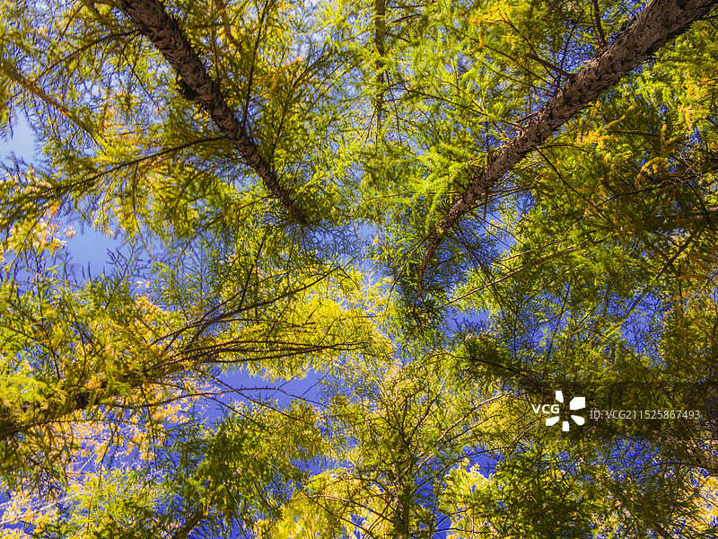 阳光下的落叶松图片素材