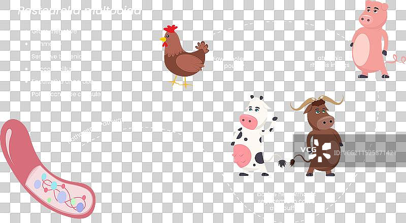 鸡霍乱图片素材