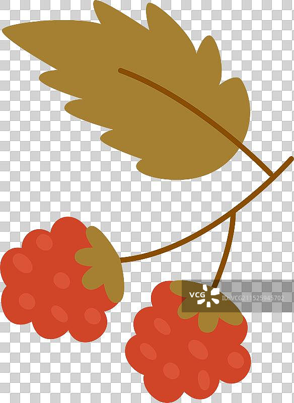 带叶子的覆盆子枝图片素材