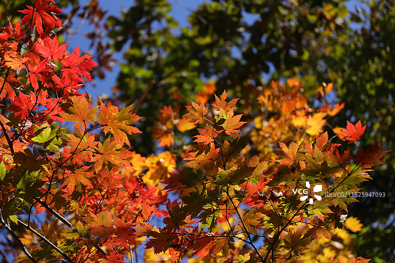 本溪枫林谷森林公园图片素材