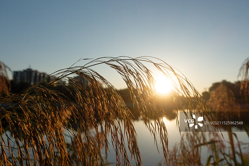 湖边日出时刻金光灿灿的芦苇图片素材