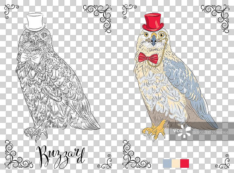 戴着高礼帽的秃鹰涂色书页面图片素材