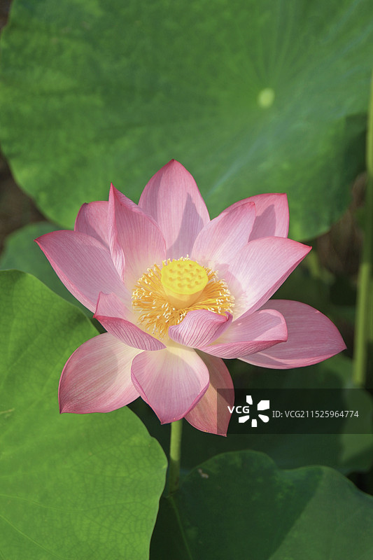 脱颖而出的荷花图片素材