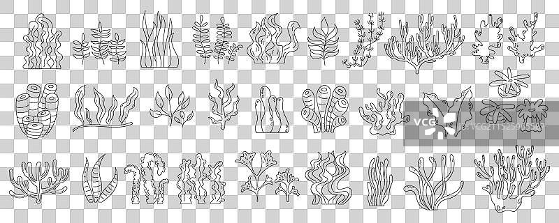 黑白贝壳图片素材