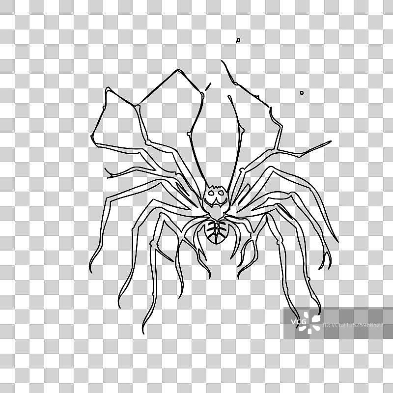 万圣节蜘蛛轮廓草图图片素材