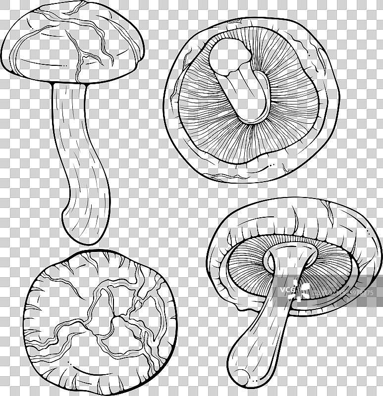 香菇线条艺术集图片素材