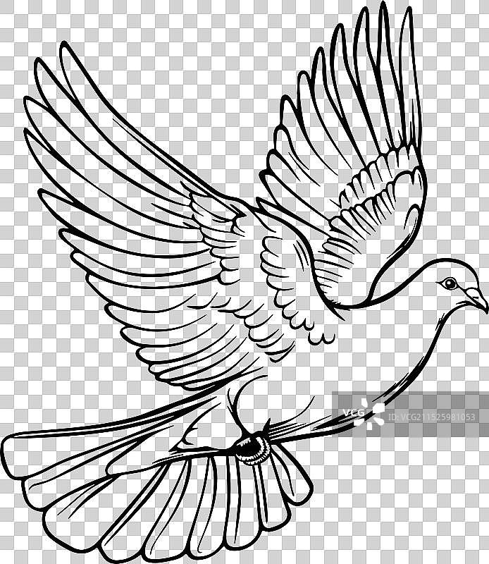 飞翔的鸽子图片素材