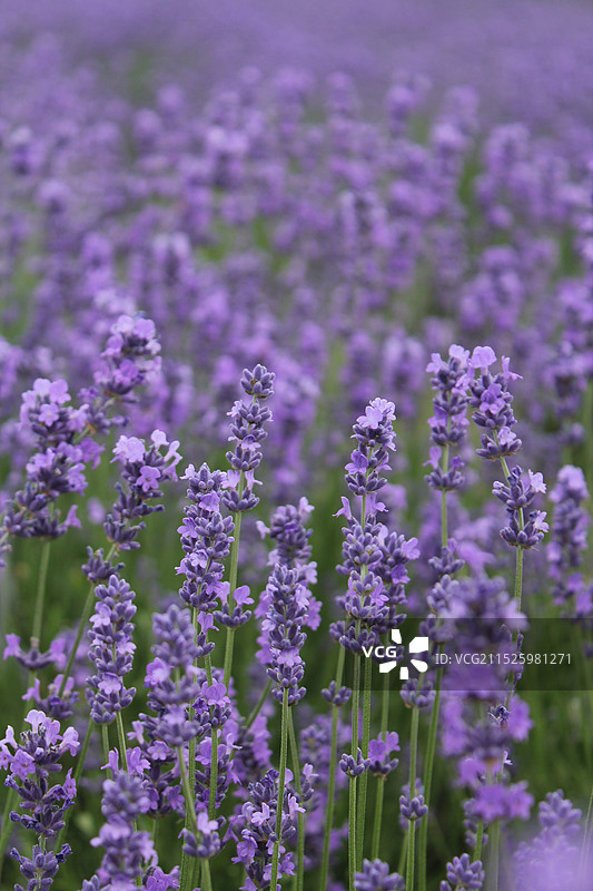 薰衣草图片素材