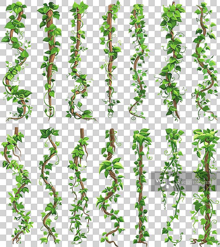 丛林藤本攀缘植物图片素材
