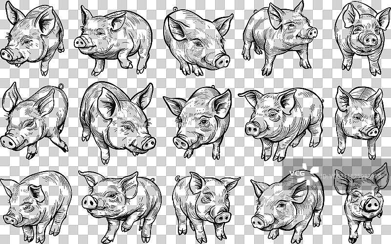 手绘小猪涂鸦线条图片素材