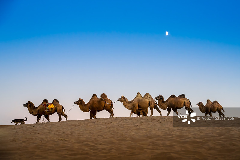 一队骆驼和一只狗踏着悠闲的步伐行走在月夜中图片素材