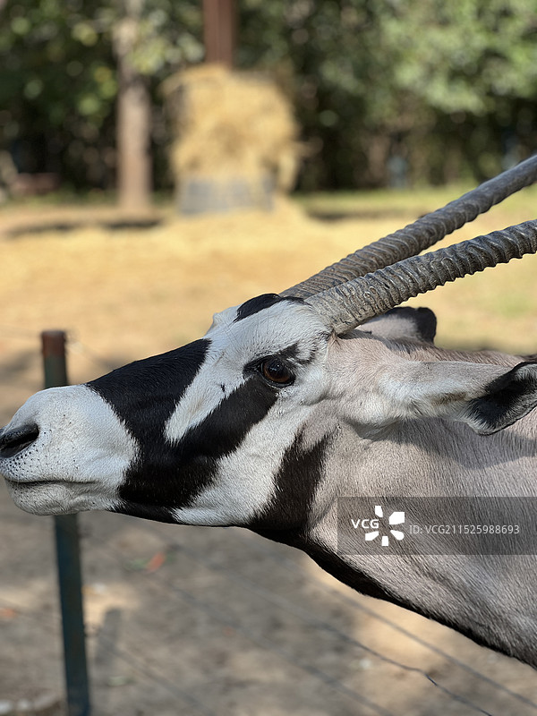 山羊站在户外的特写镜头图片素材