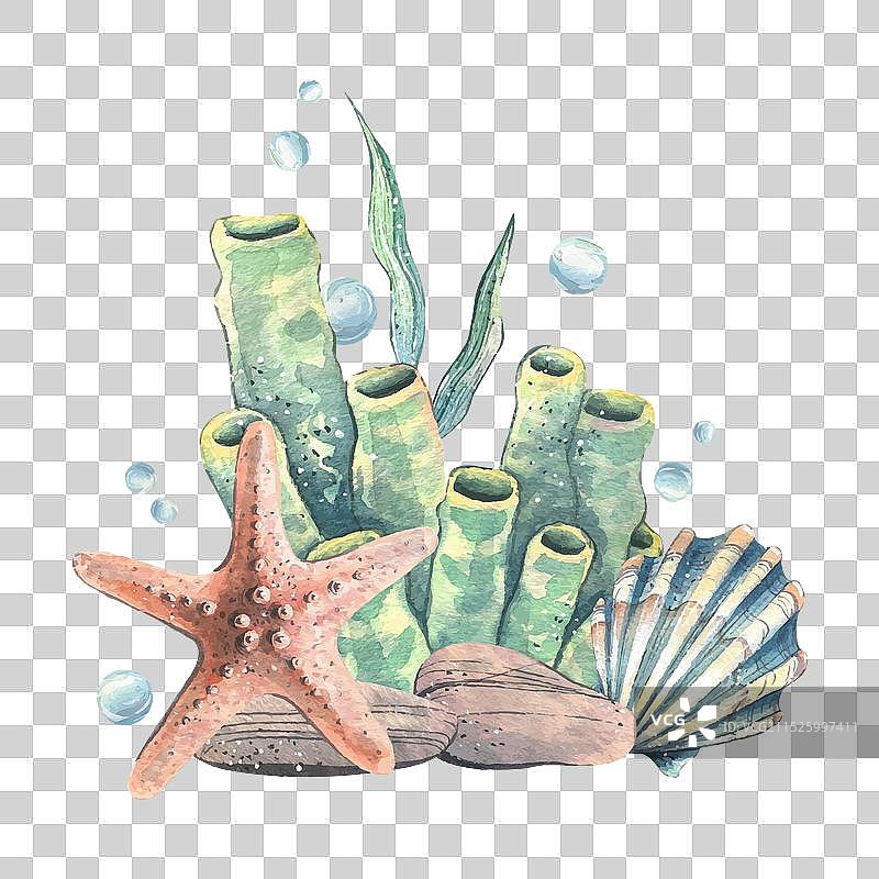 贝壳、海星、海绵、藻类和鹅卵石图片素材