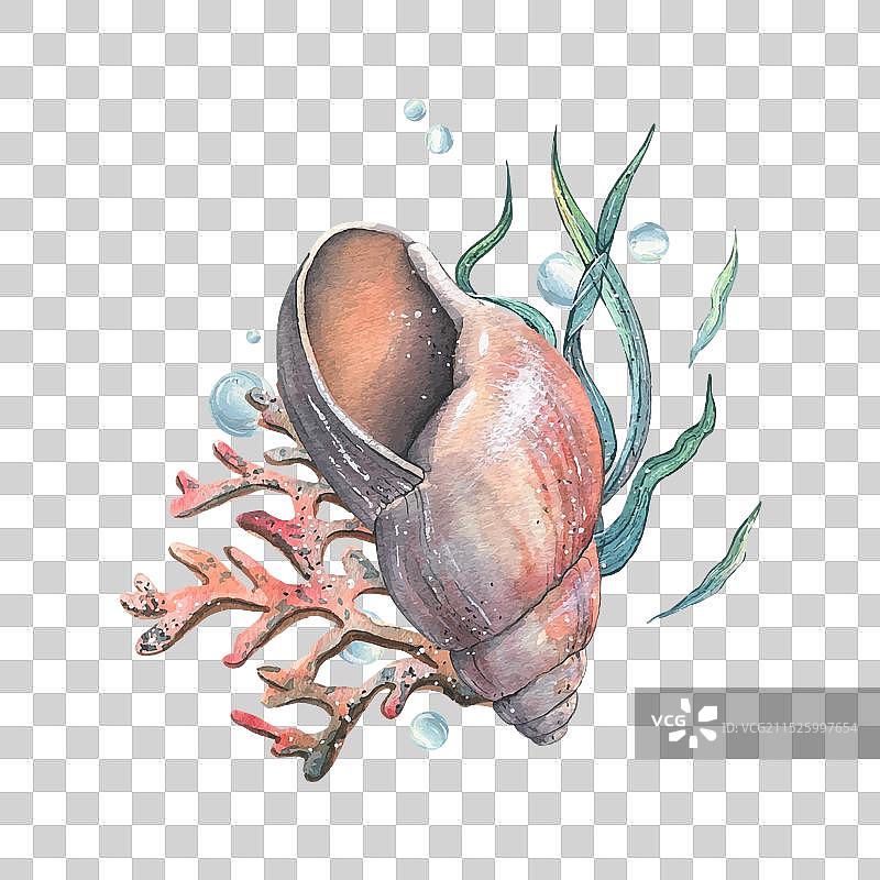海螺贝壳珊瑚海绵藻类鹅卵石图片素材