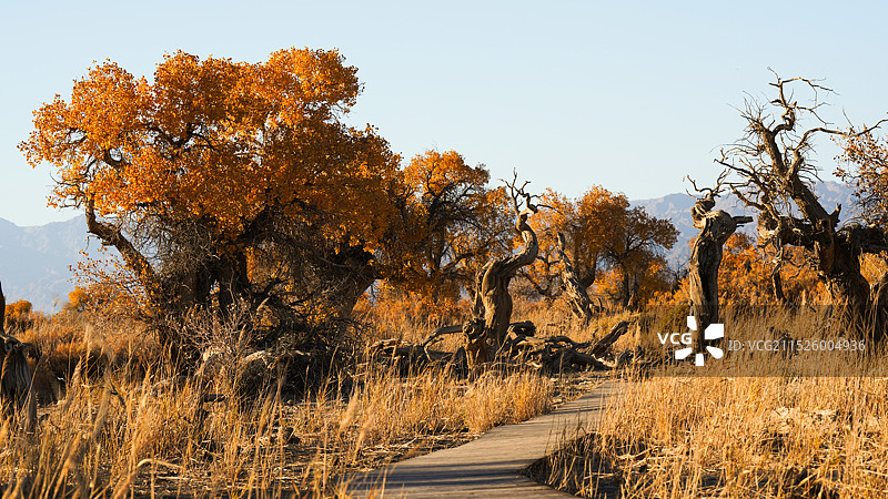 木垒胡杨林图片素材
