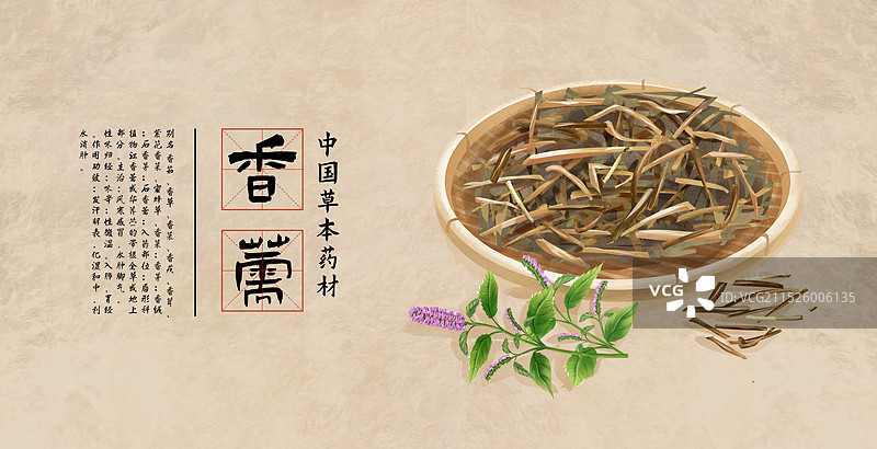 中国传统文化中草药药材之香薷 插画海报图片素材