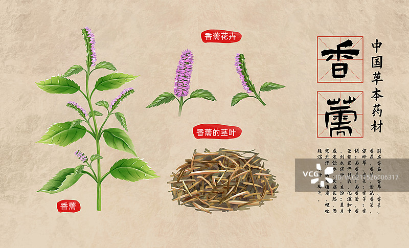 中国传统文化中草药药材之香薷 插画海报图片素材