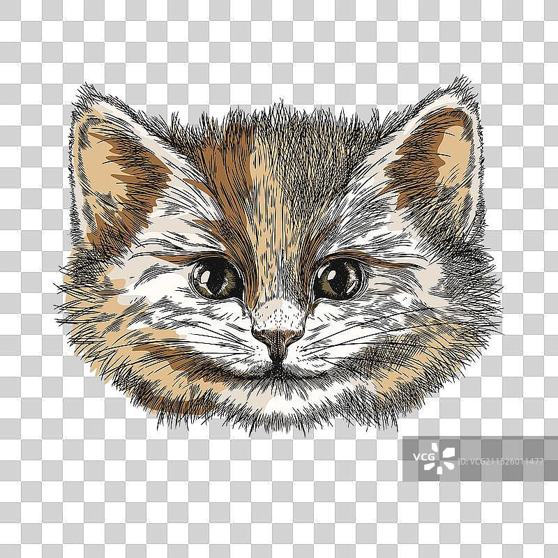 猫的细节图像图片素材