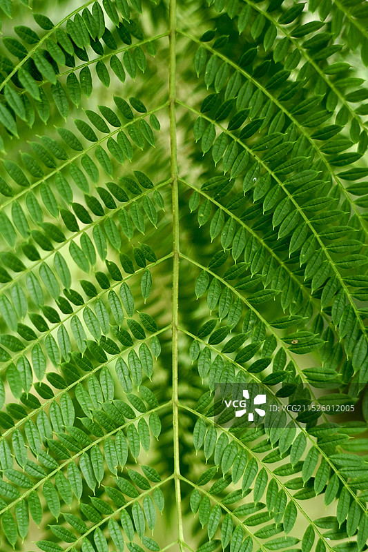 蓝花楹绿叶图片素材