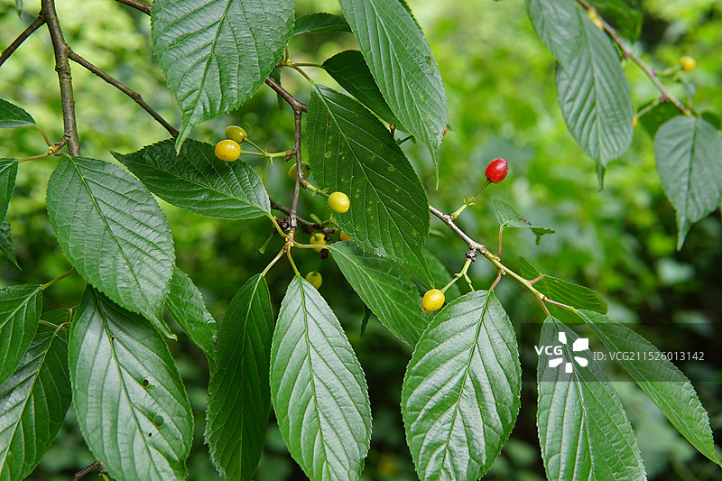樱桃树图片素材