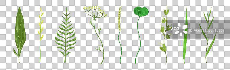 绿叶茎和叶柄组合图片素材