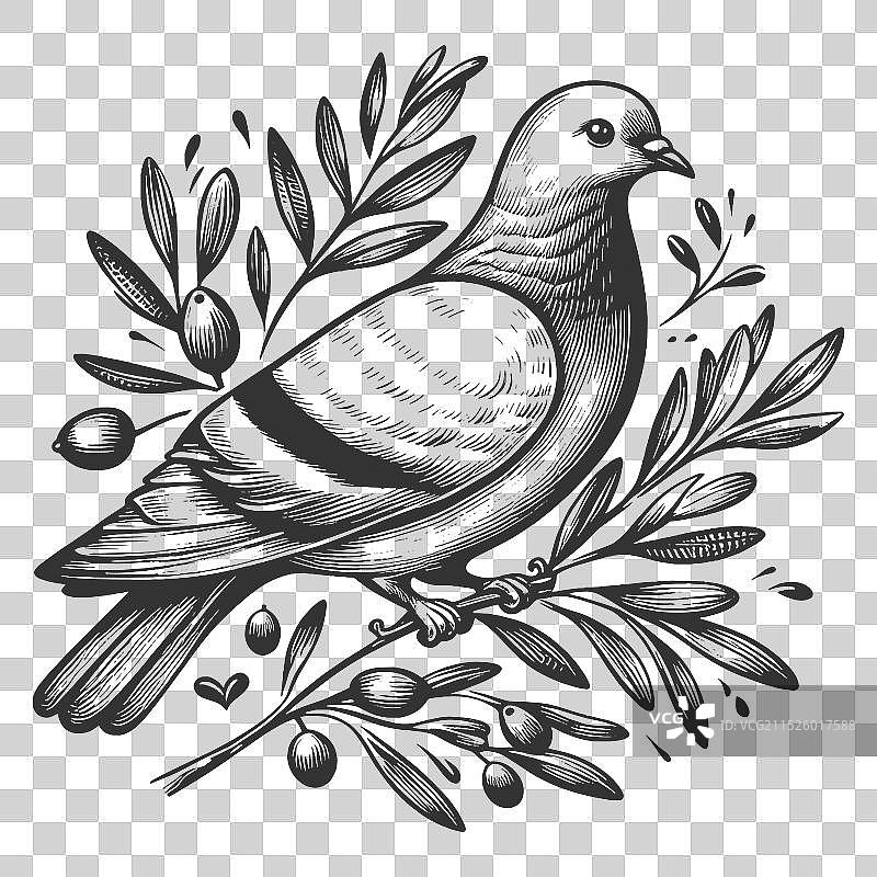 带橄榄枝的鸽子图片素材